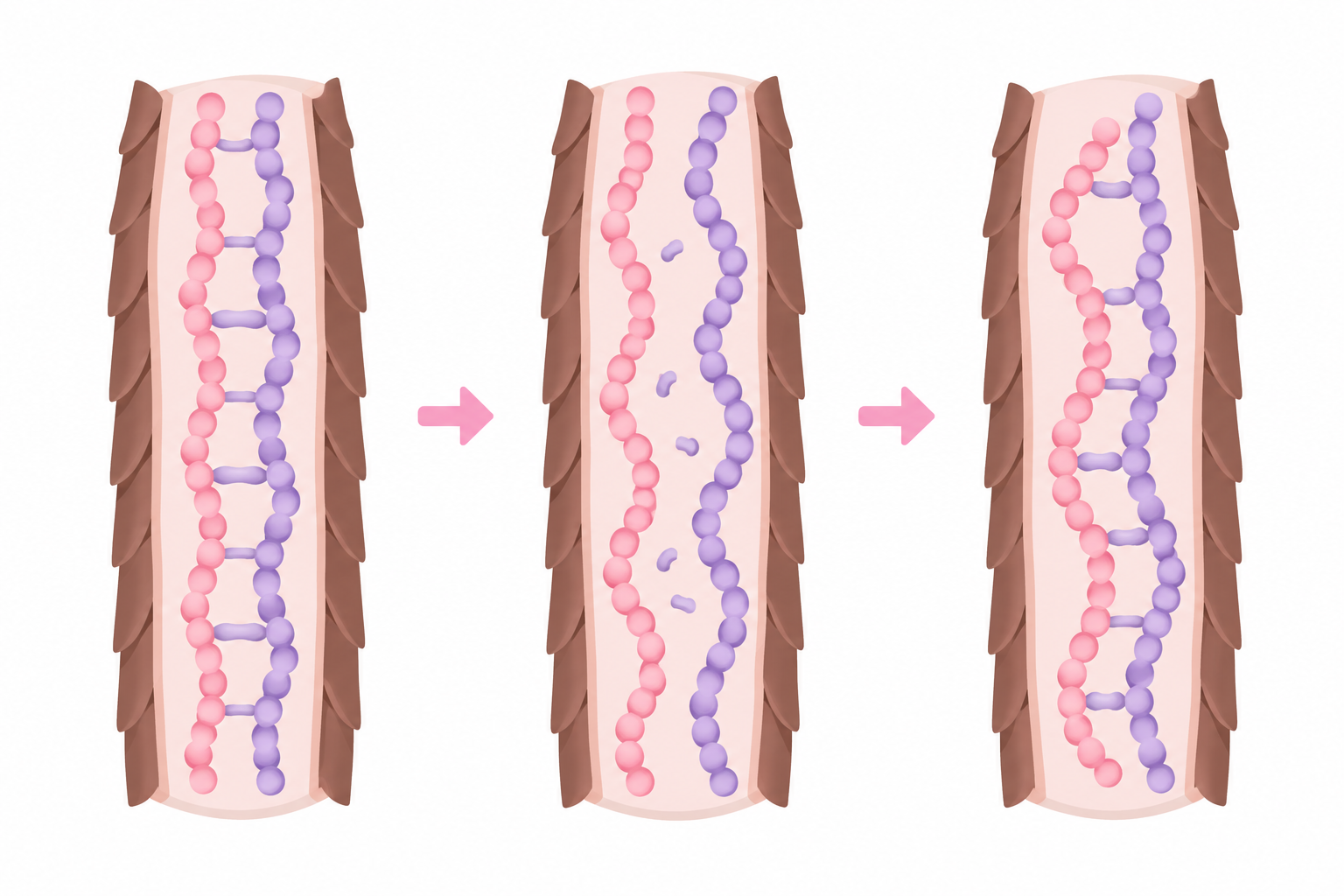 Disulfide bonds broken and rebuilt