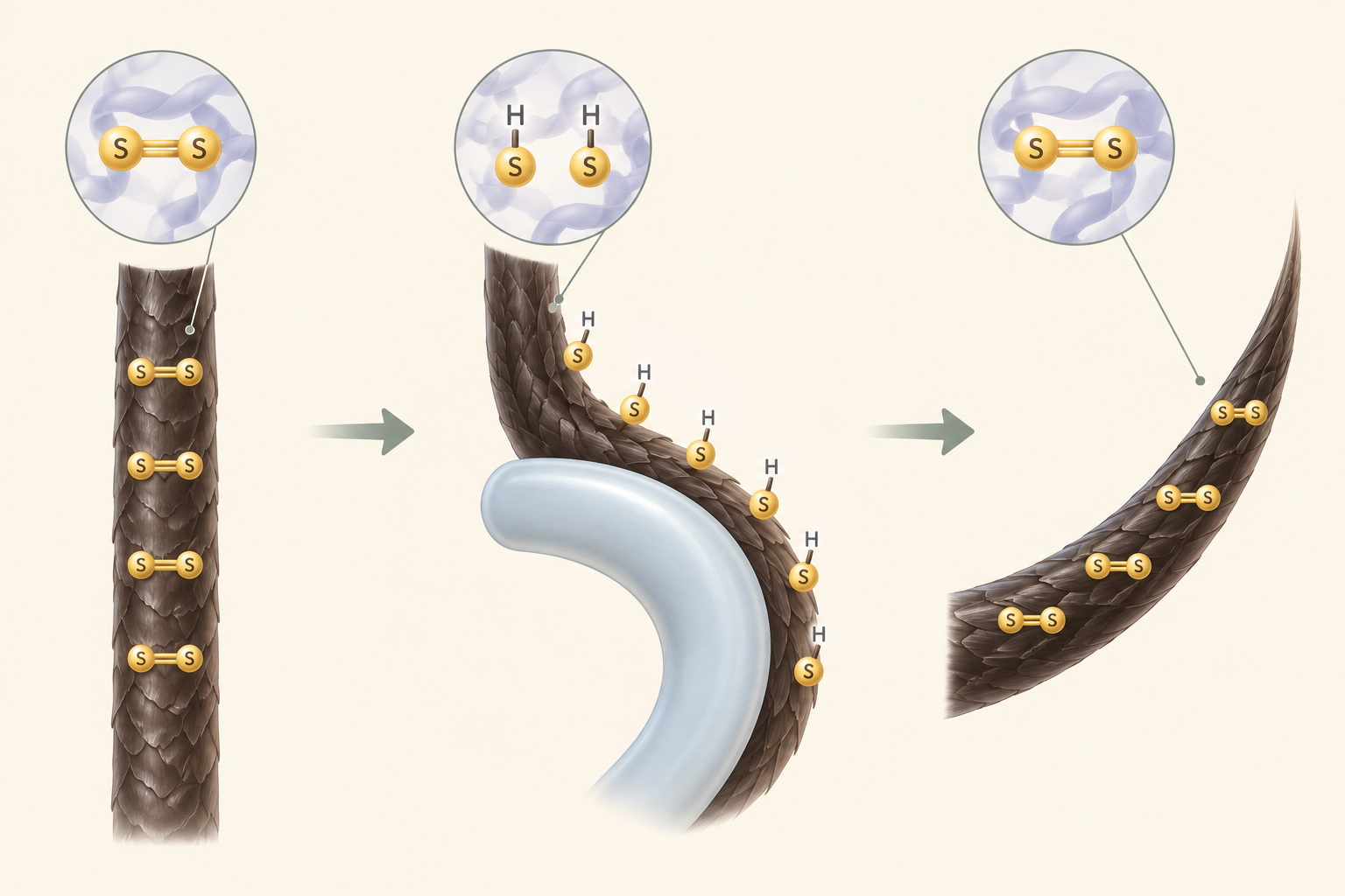 Ciclo di reazione dei legami delle ciglia